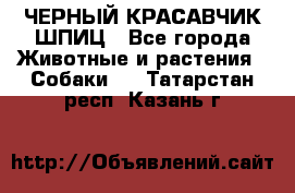 ЧЕРНЫЙ КРАСАВЧИК ШПИЦ - Все города Животные и растения » Собаки   . Татарстан респ.,Казань г.